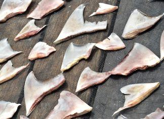 ¿Cuáles son las implicaciones legales en el uso de la aleta de tiburón? aleta de tiburón