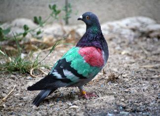 La maldición de las palomas paloma