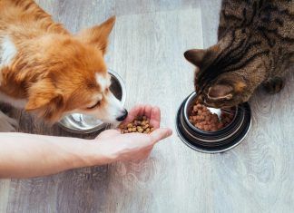 ¿Son los piensos veganos adecuados para perros y gatos?