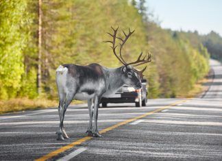 La propuesta sobre los Derechos Fundamentales para los Animales en Finlandia Derechos Fundamentales para los Animales en Finlandia