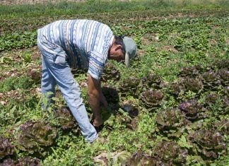 ¿Qué elegir en el huerto en primavera? huerto