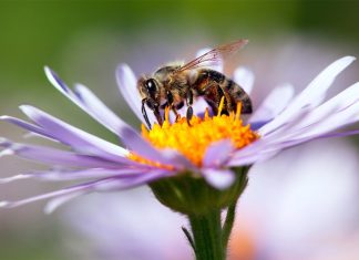 El impacto de la apicultura en las abejas silvestres apicultura