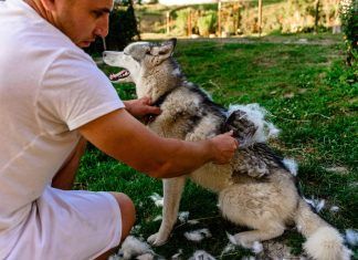 Alergia a los animales debido a la muda de pelaje Alergia a los animales