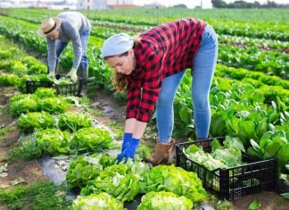 El cultivo biocíclico vegano cultivo biocíclico vegano