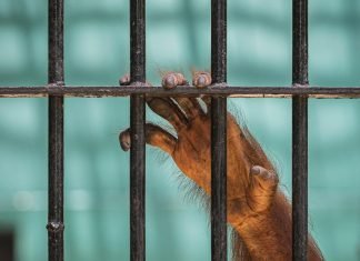 Recordando a Sandra, la primera persona no humana orangutan