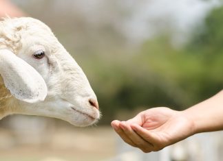 ¿Quieres hacer voluntariado vegano? voluntariado vegano