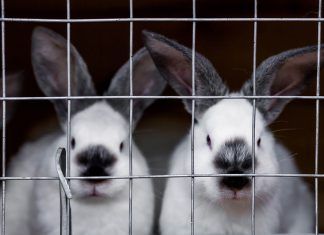 Canadá avanza hacia la eliminación de la experimentación animal en cosméticos