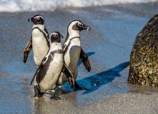Sudáfrica prohíbe la pesca en diversas zonas para prevenir la extinción de los pingüinos