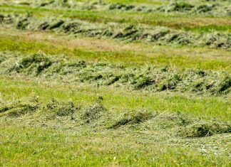 Tomates y cannabis: la asociación hortícola que está sorprendiendo a los cultivadores ecológicos Agricultura biocíclica-vegana