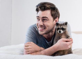 Mapache, el nuevo invasor en el punto de mira Mapache