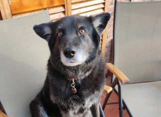 Suplementos alimenticios para los animales de compañía Suplementos alimenticios animales
