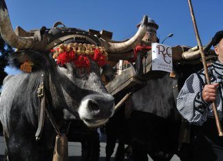 La vuelta de los festejos con animales festejos con animales