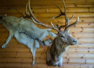 La difícil situación de la megafauna en el mundo megafauna