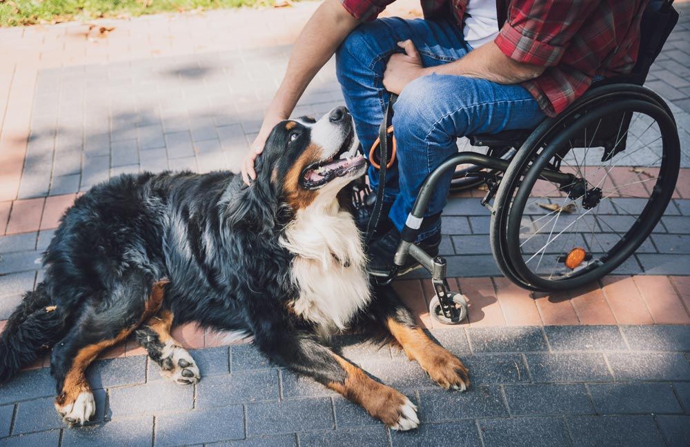 Terapia asistida con animales