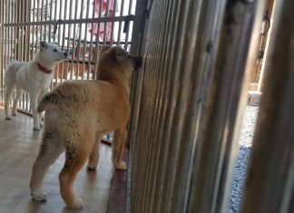Prohibido por fin el consumo de carne de perro en Corea del Sur carne de perro