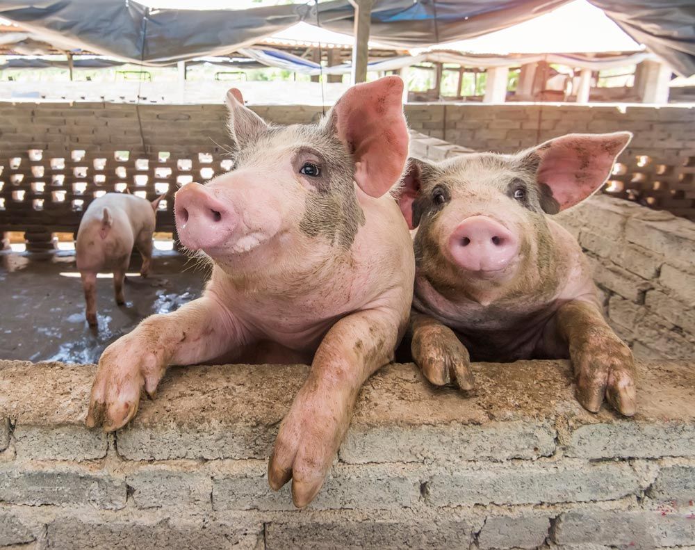 animales no humanos