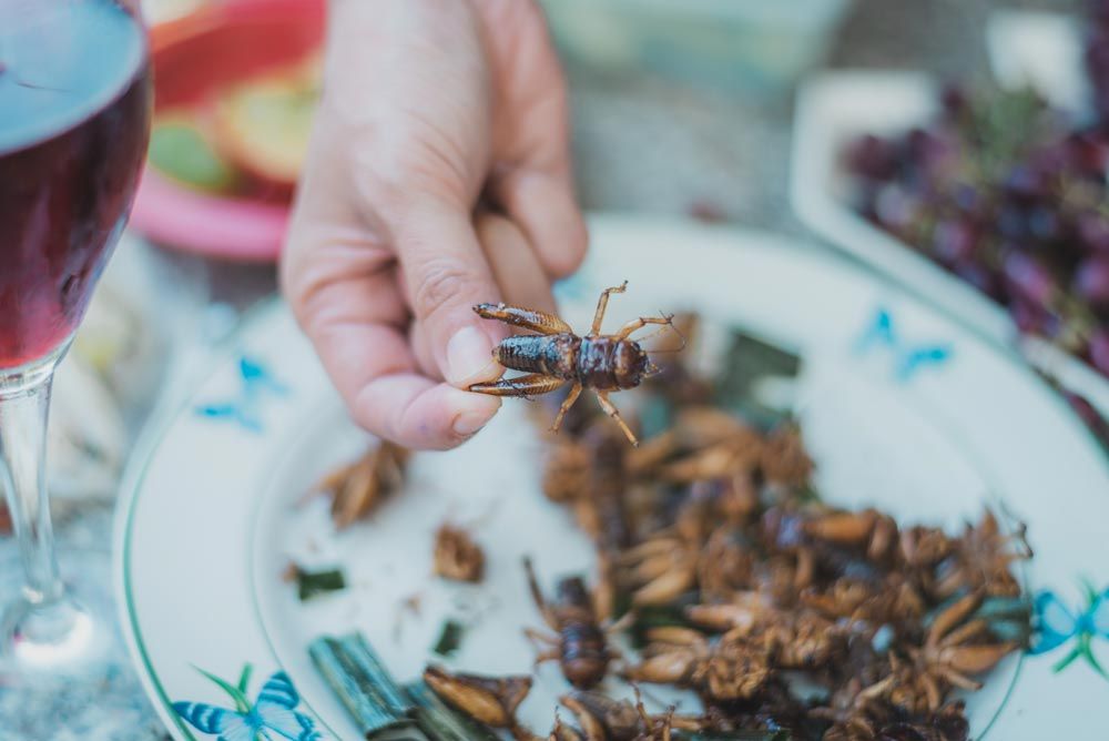 insectos