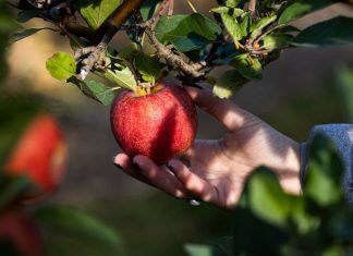 Nutrición y sabor: el mundo de las manzanas manzana
