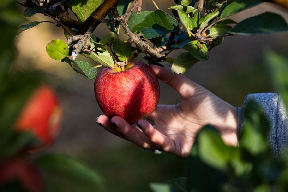 manzana