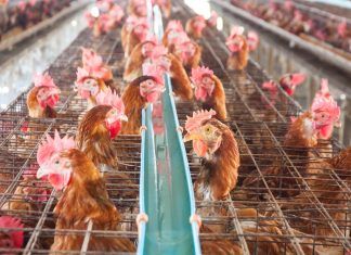 Millones de pollos criados en granjas industriales en el Reino Unido sufren quemaduras por sus propios excrementos Millones de pollos