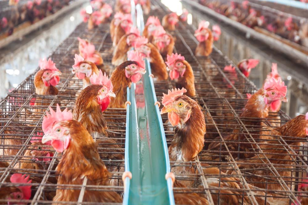 Millones de pollos