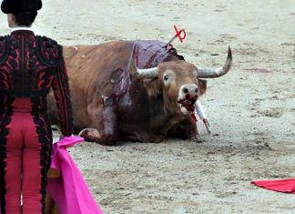 La plataforma antitaurina de Alfafar responde a Barrera «preocúpese por los problemas reales de la gente»