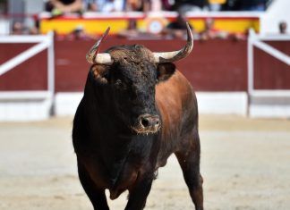 El gobierno español cancela el Premio Nacional Taurino Premio Nacional Taurino