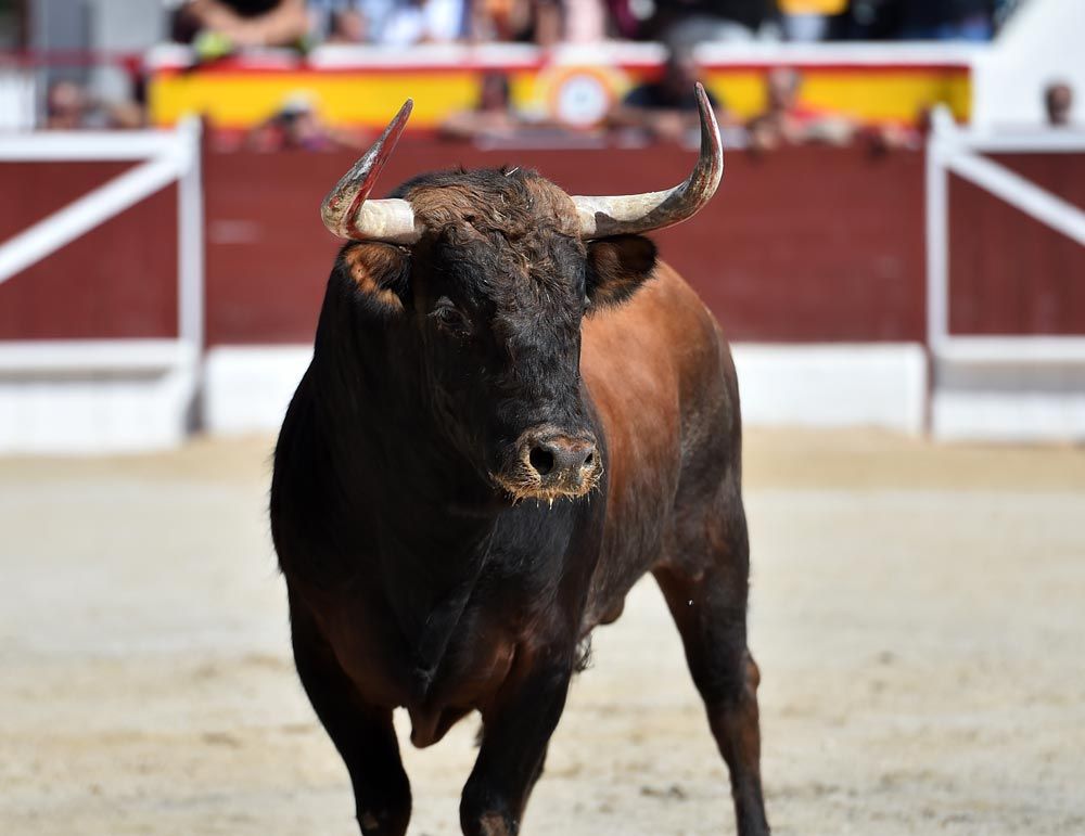 Premio Nacional Taurino