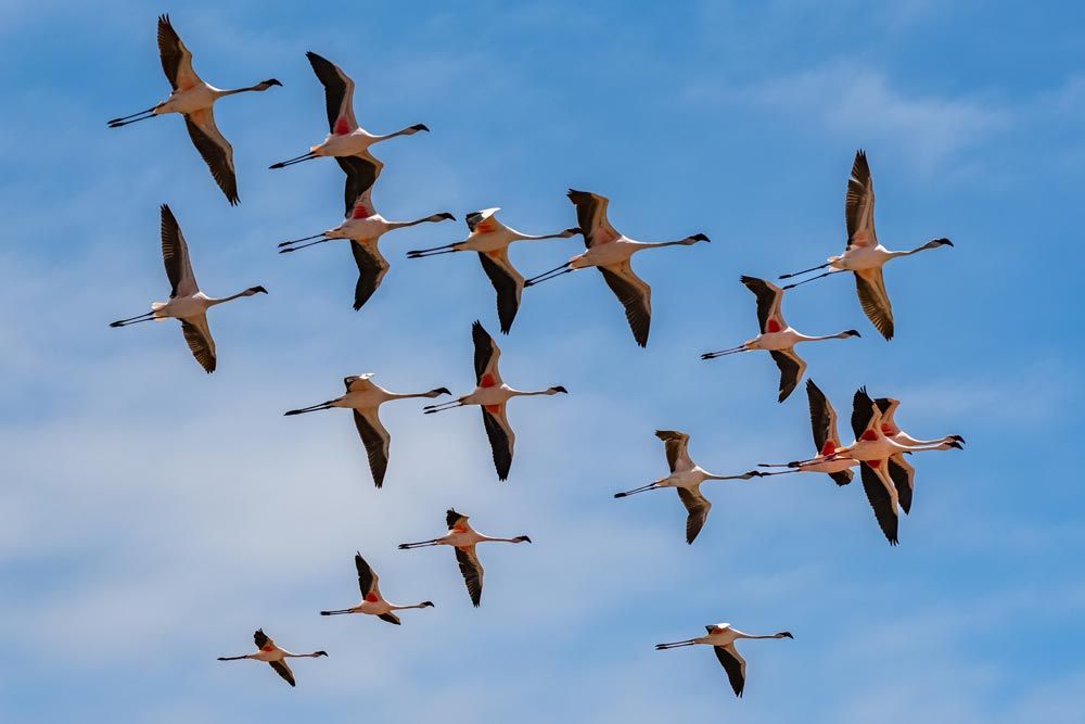rutas migratorias