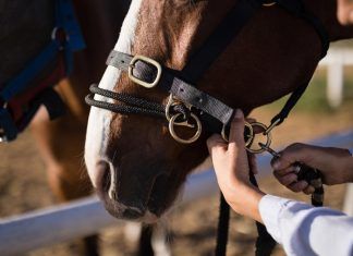 La verdad sobre las carreras de caballos carreras de caballos