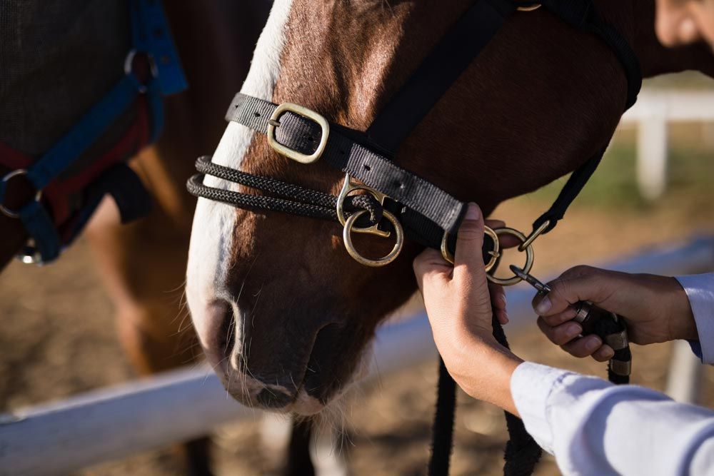 carreras de caballos