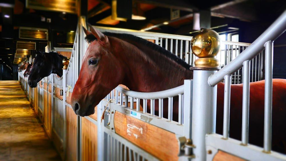 carreras de caballos