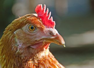 Denuncia por el sacrificio religioso de un pollo en el Senado mexicano