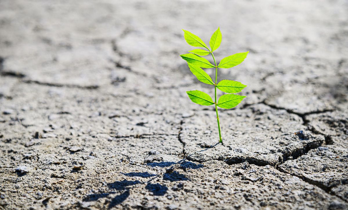 resiliencia