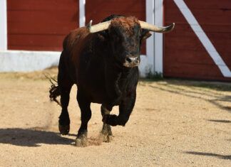 El ayuntamiento de Leganés quiere educar en el maltrato animal Leganés