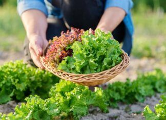 6 tips para ensaladas frescas para mantener la línea ensaladas frescas