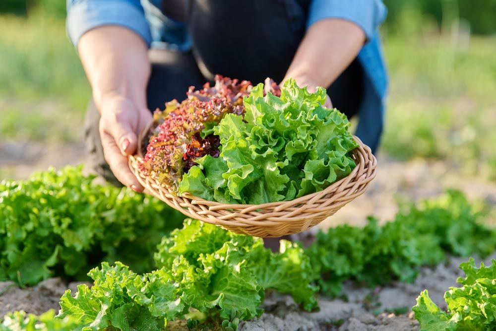 ensaladas frescas