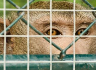 ¿Va el Reino Unido a prohibir la tenencia de primates como mascotas? primates