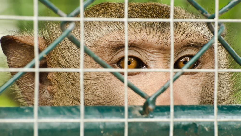 primates