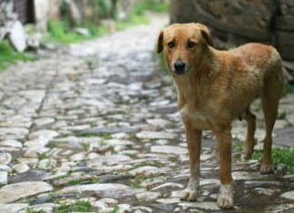 Los perros callejeros de Turquía en peligro perros callejeros