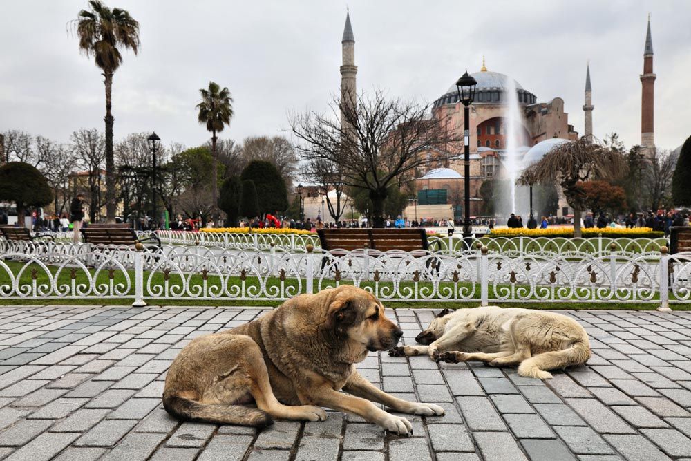 perros callejeros 
