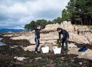 Algas marinas de Galicia. Alimentación saludable a la vista Algas marinas