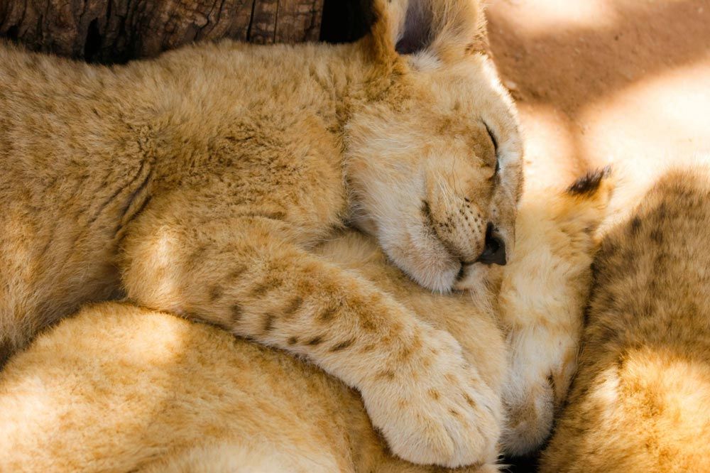vida humana y vida animal