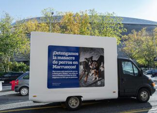 Una coalición internacional de ONG denuncia la masacre de perros en Marruecos en su candidatura al Mundial 2030 Perros Marruecos