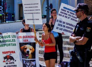 ¿Puedes ser animalista sin ser vegano? animalista