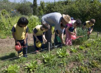 El huerto escolar: una herramienta didáctica para promover la alimentación saludable y educar en valores huerto escolar