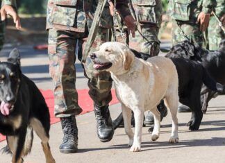 Animales en la guerra Animales en la guerra