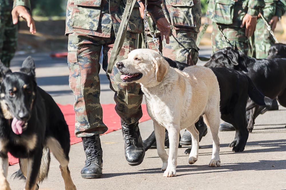 Animales en la guerra
