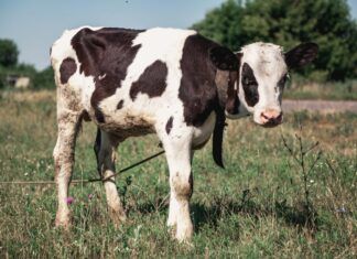 Las prácticas industriales que el veganismo rechaza prácticas industriales
