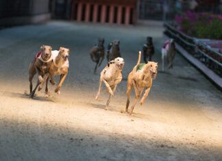 Nueva Zelanda pone fin a las carreras de galgos Nueva Zelanda galgos